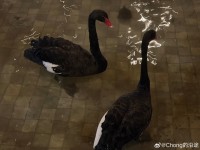 我家的365夜黑天鹅故事
