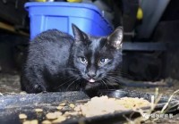 小六月的365天，一只流浪猫教会我的生活小事