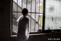 那棵陪我走过365天的琴叶榕