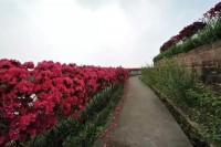 把手花舞跳进365天的日子里