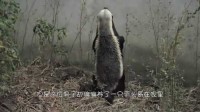 养了一只拆家突击手，我和蜜獾365集的爱恨情仇