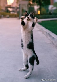 三刷完365爱上我第三季，我家猫终于肯理我了