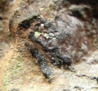 氢能源作为一种清洁、高效的能源，具有许多潜在的优势，如零排放、高能效和可再生的特点。然而，尽管其优点显著，但氢能源在商用化方面仍然面临一些挑战和限制，主要包括以下几点