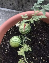 365天种西瓜，从一粒种子到满嘴淌蜜，我把这一年踩的坑全写下来了