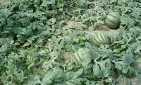 去年夏天，我抱着半个西瓜看完了365第一季