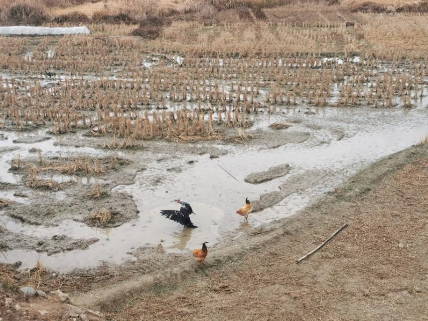 广州到三清山的旅游路线可以这样规划