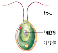 衣藻（Chlamydomonas）是一种单细胞绿藻，属于藻类植物中的一种。在生物能源领域，衣藻被广泛认为是一种有潜力的能源藻，原因如下