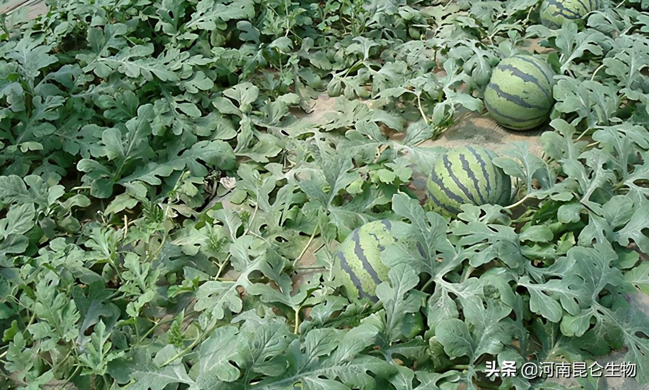 去年夏天，我抱着半个西瓜看完了365第一季