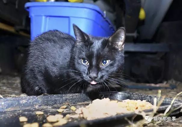 小六月的365天，一只流浪猫教会我的生活小事