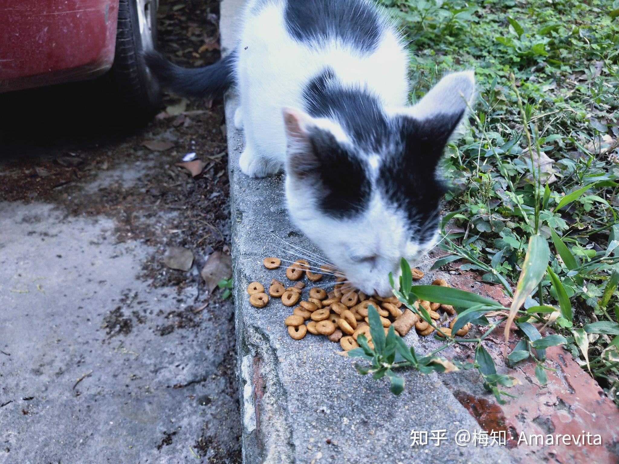 小六月的365天，一只流浪猫教会我的生活小事