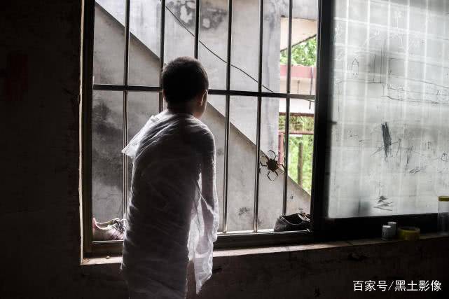 那棵陪我走过365天的琴叶榕
