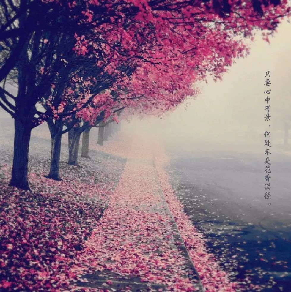 那棵陪我走过365天的琴叶榕