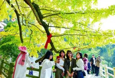 华科365格格跳舞，那个在梧桐树下跳了整整一年的姑娘