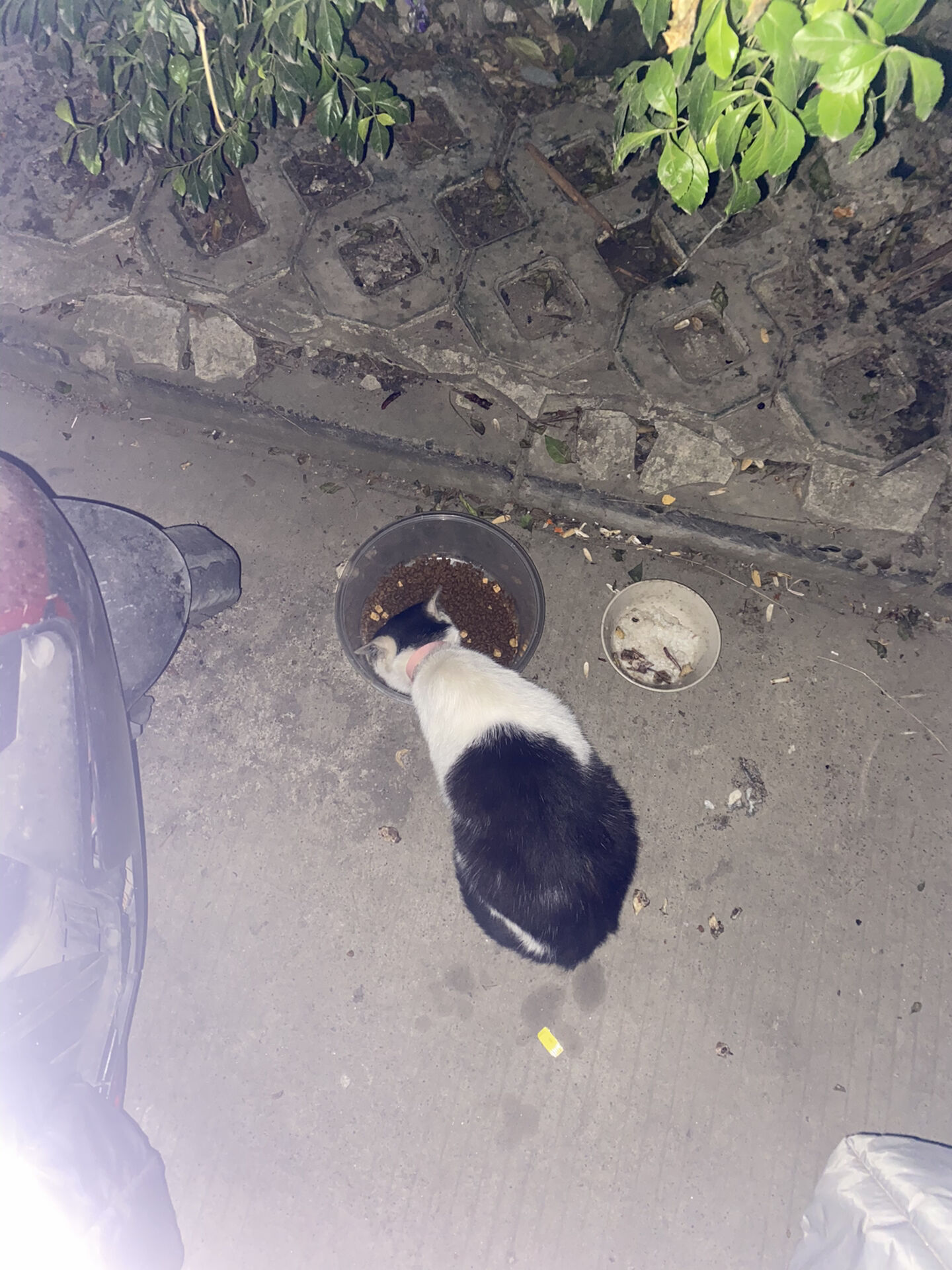 为了看一眼老家院子里的流浪猫，我折腾了一下午监控DVR365播放器