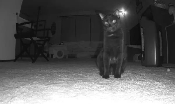 为了看一眼老家院子里的流浪猫，我折腾了一下午监控DVR365播放器