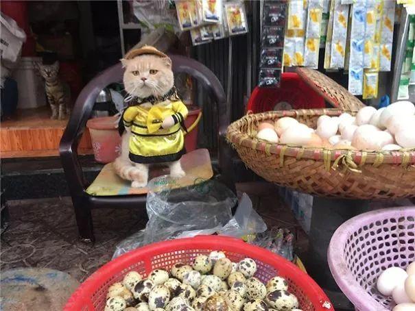 去年我在菜市场看人卖鱼，一年真赚了365万