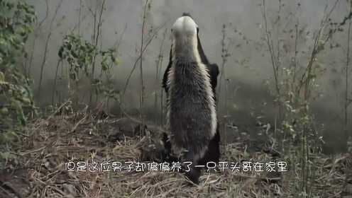 养了一只拆家突击手,我和蜜獾365集的爱恨情仇 养了一只拆家突击手,我和蜜獾365集的爱恨情仇
