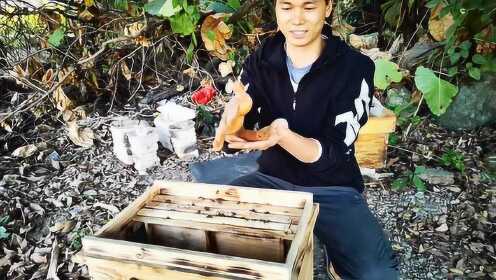 村夫365诱蜂最近整的那些事儿