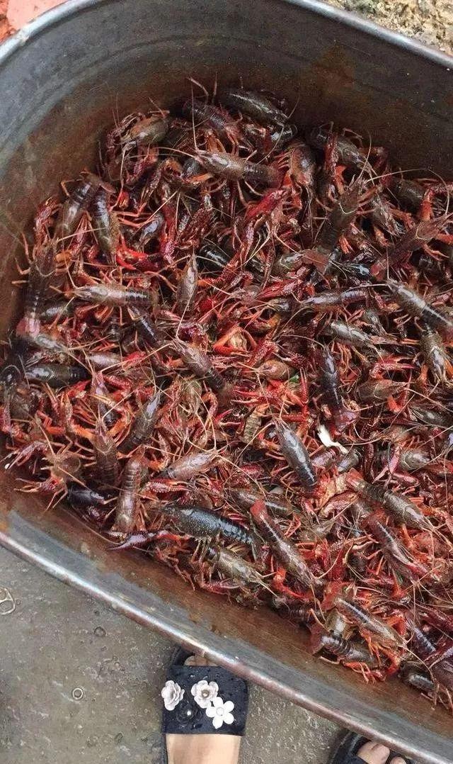 我用365天死磕一锅小龙虾，今天把血泪配方全交出来