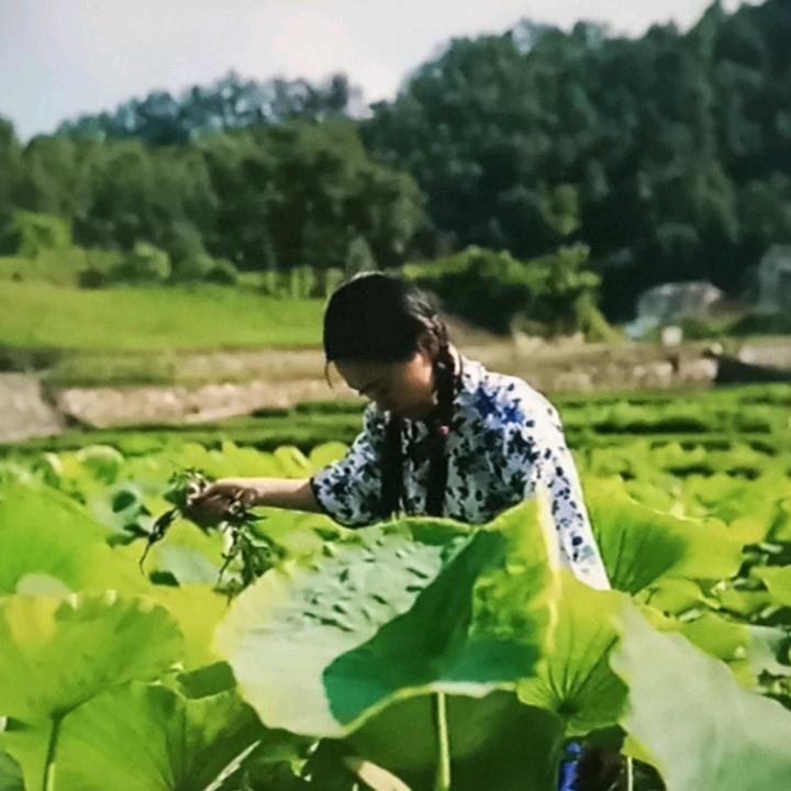 在地头刷到小娜，一个农村媳妇镜头下的365天