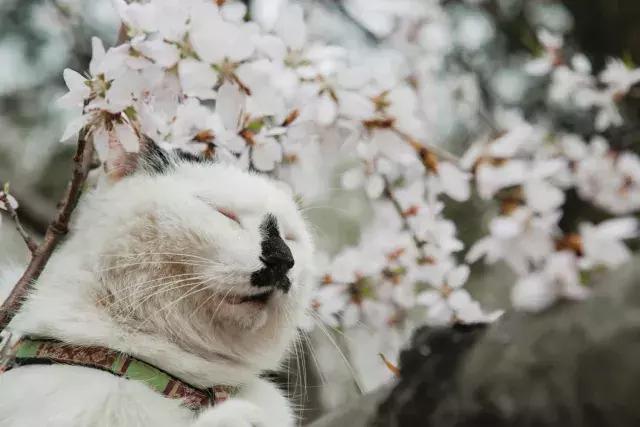 那天给猫放无牙仔跳舞原版视频，它居然跟着扭起来了