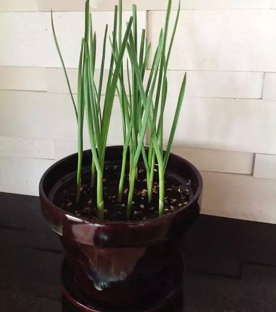 从0到365天的蒜头成长记，一个种菜小白的意外收获